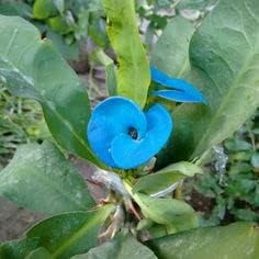 Organic Blue Euphorbia Milii Flower Seeds for Planting – Heirloom, Non-GMO